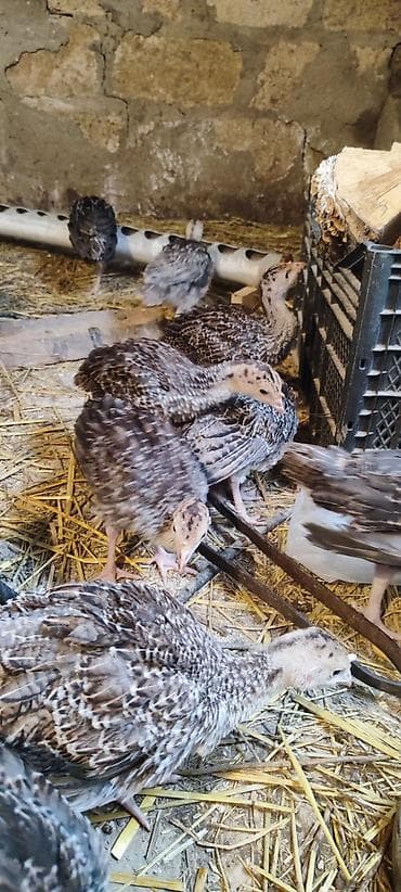 etlik inek cinsleri: 1 aylıq hinduşka cücələri. Vaksinlər olunub. yerli və aberkan bronz — 2