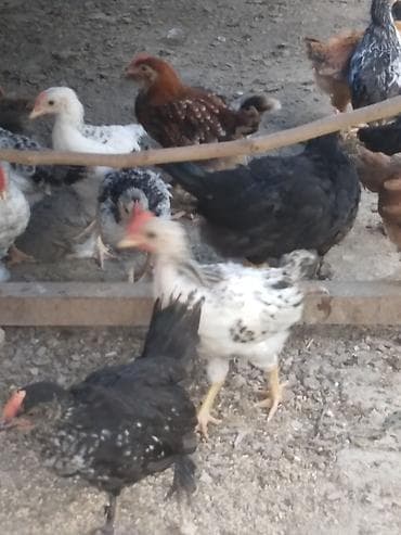 pekines satisi: Salam kənd cűcələri satlır 30 ədəddir 50 gűnlűkdűrlər çoxu xoruzdur — 4