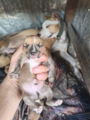 ayagi tuklu toyuqlar: Pitbul, 1 ay, Ünvandan götürmə, Rayonlara çatdırılma, Pulsuz çatdırılma — 6