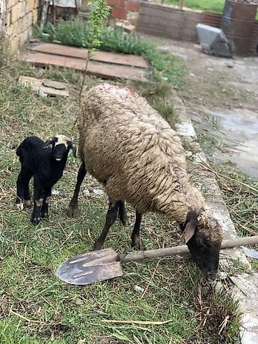 Ana Bala satılır qoyun qumraldı balasıda viddi quzudu erkəy