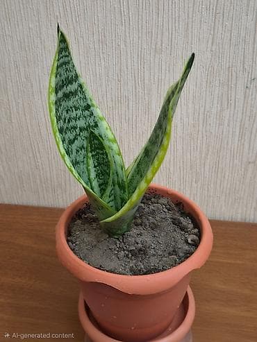 Sansevieriya "Laurentii" (Qayınana dili) dibçəkdə Sansevieria otaq lalafo.az -da Sansevieriya "Laurentii" (Qayınana dili) dibçəkdə Sansevieria otaq