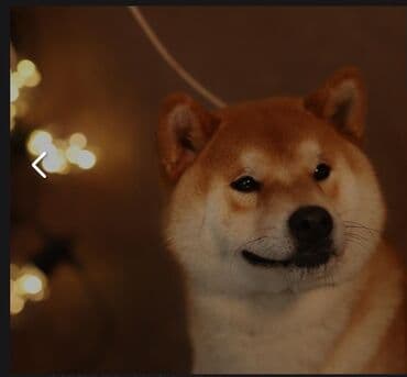 baskervillerin iti: Şiba Inu balası – qırmızı rəngli - Cins: Shiba Inu - Rəng — 6