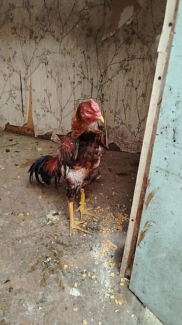 Doluy super heyvan axdaralar gəlsin 1 ilin xorzudu gözəl heyvandı bir