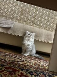 pişik cütleşdirme: Britan, Erkək, Yaxşı əllərə, Pulsuz çatdırılma — 1