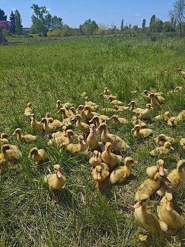 kənd cücəsi: Salam, Pekin ördək balaları satıram 17-18 günlük ördəklərdi — 8