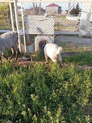 balaca quzular: Cücələr – yerli keçi balaları - Növ: yerli/qarışıq cins keçi balaları — 4