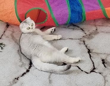 Şinşilla, Dişi lalafo.az -da Şinşilla, Dişi