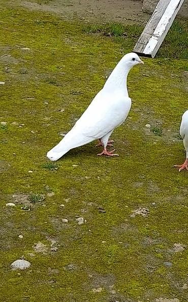 goyerçin yuvasi: Tutulma erkeydi 12 tuk quyrugunda xirda niwani var yuxardan gelib — 3