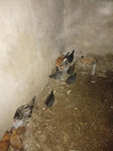 40 dənə 2 aylıq fərələrdi. Qiymət 5₼. Ünvan: Maştağa(vişnyovka)