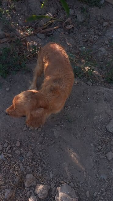 cocker: Koker spaniyel, 2 il, Erkek — 6