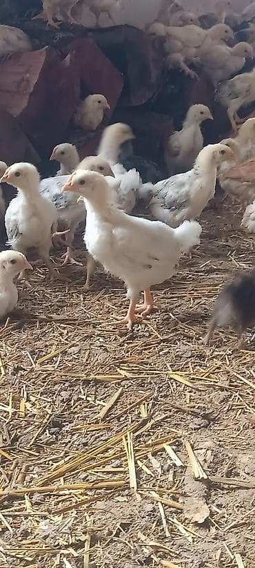 kanada sortu: Toyuq cücələri, Ətlik — 1