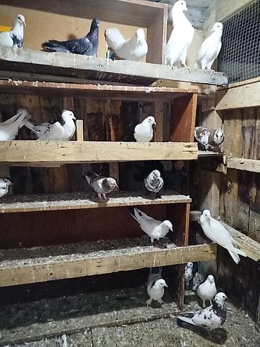 drakon goyercin: Tutulmalar sağlam heyvalardi 
kom 3.50 tek qiymətləri ferqli — 1