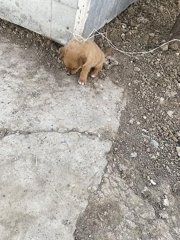 Zvanok erkeydi — 3