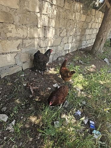 it yemi satisi: Toyuq, Brama, Yumurtalıq, Ünvandan götürmə — 1