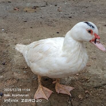 Mal-qara: Satilir təmiz heyvanlardi — 8