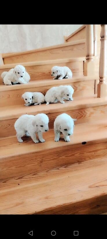 Chevrolet: Ağ rəngli balaca it balaları - Cins: golden (qalın, uzun tüklü, güclü — 2