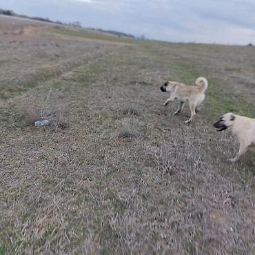 qarğa balası: Kanqal — 3