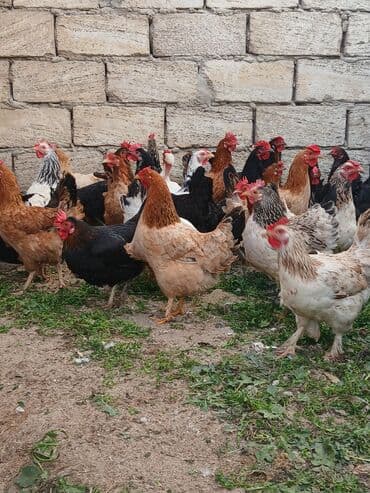 brama toyuq: Toyuq, Damazlıq, Ödənişli çatdırılma — 2