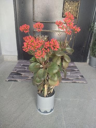 su krant: Sukkulent “Kalankoe – Bryophyllum (Mother of Thousands)” saksıda — 1