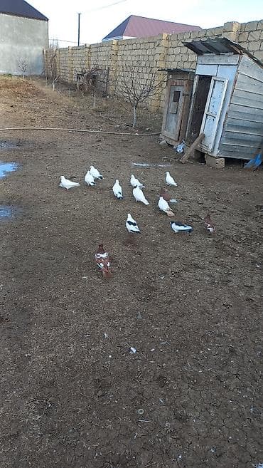 qu quşu satışı: Tergizme quwlardi 13 debe quwdu ust usde 5 manatdan — 4