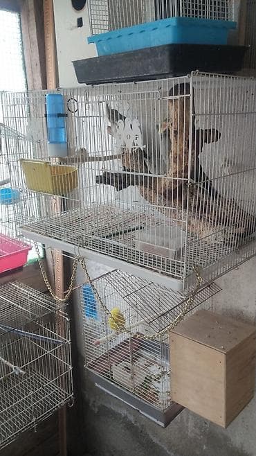 quş qefes: Watsapla elaqe saxlayin en yeke qefesler 60 azn 15-20 azn var Quş — 9
