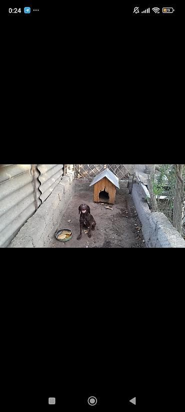 alabay itləri: Kurtxar, 4 ay, Erkek, Ünvandan götürmə — 4