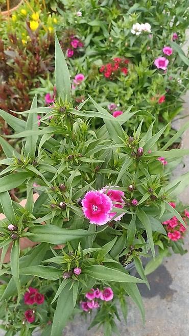 Məhsul: Qolqoflu Qərənfil (Dianthus barbatus) – saksıda, çoxillik