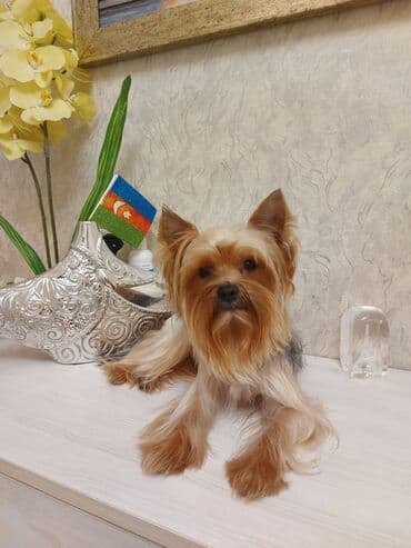 mini itler: Yorkşir teryer, 3 il, Erkek — 1