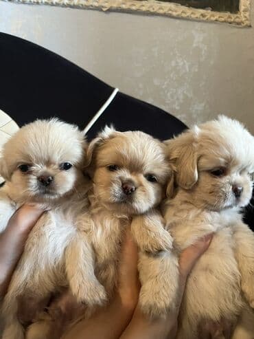 gencede itler: Pekines, 2 ay, Erkek, Peyvəndli — 1