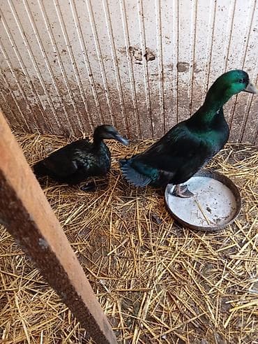 1 cut kayuqa satilir cutu 60 manat 1 manata awagi yeri yoxdu nardaran