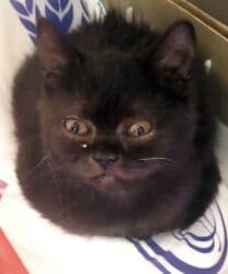 Şotland, Erkək lalafo.az -da Şotland, Erkək