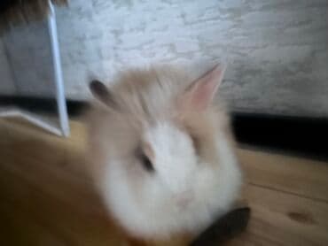 ev dovşan: Yumşaq tüklü dovşan canada 1 ayliq. - Növ: dekorativ/ev dovşanı (uzun — 2