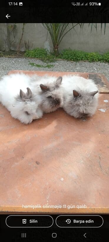 afçarka balası: Akor balası 10m — 8