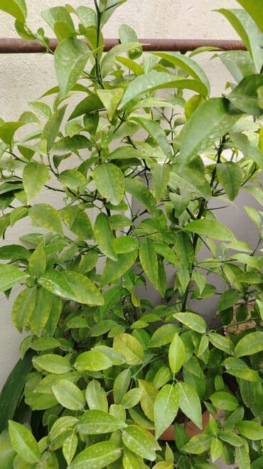 sərv ağacı: Bu, evdə və ya bağda yetişdirmək üçün ideal olan gənc limon ağacıdır — 3