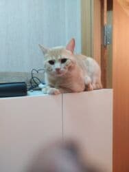 cütleşdirme: Erkək — 3