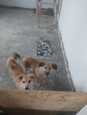 cins inekler azerbaycanda: İtlər — 1