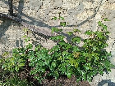 Tinglər: Satılır: dekorativ bağ bitkiləri (şam ağacı və gül kolları) optovoy — 2