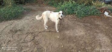 heyvanlara verilen adlar: Гурдбасар, 5 лет, Самка, Самовывоз — 4