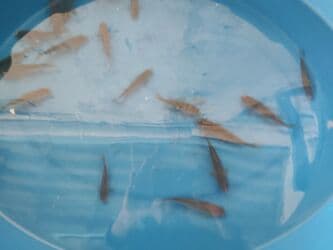 betta balıq: Balig 19 ededi kalp baligi — 1