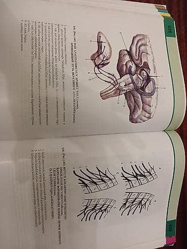 atlas: Məhsul: “İnsan Anatomiyası Atlasi” (İnsan anatomiyası/Атлас анатомии — 4