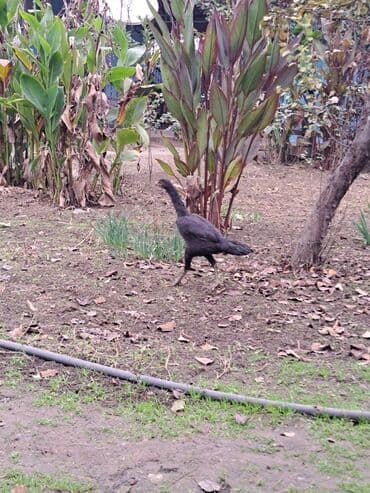 kənd cucələri: Heyratı xoruz və fərə 5-aylıq göz qabağındadılar hər iksidə qaradı — 4