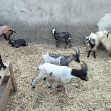 yerli cins inekler: Əmlik cepisler kəsmək üçün say və seçim çoxdur buyurun. alpin çəpiş 3 — 8