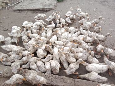 Gəmiricilər: Məhsul: Ördəklər (təsərrüfat üçün) Təsvir: - Kənd təsərrüfatı və ailə — 2