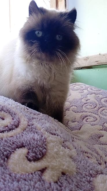 Животные: Сиамская, Самка, Бесплатная доставка, Платная доставка, Доставка в районы — 6