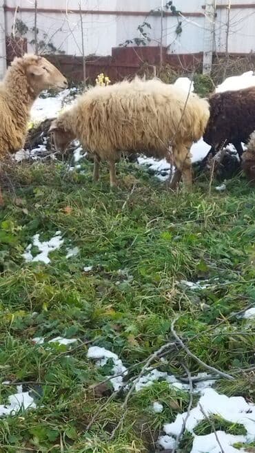 Ördəklər: 3 dənə boğaz şeg — 2