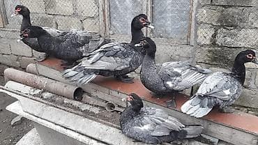 ordek: Şəkildəki ördəklərin yumurtasi satilir
Təzə və mayali yumurtalardi — 7