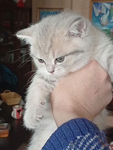 pişiy adları: Şotland, Erkək, Dişi, Yaxşı əllərə — 2