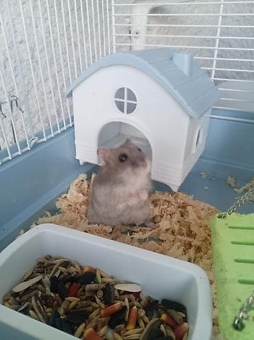 Hamster üçün tam avadanlıqla qəfəs dəsti Məhsulun tərkibi: - Metal — 5