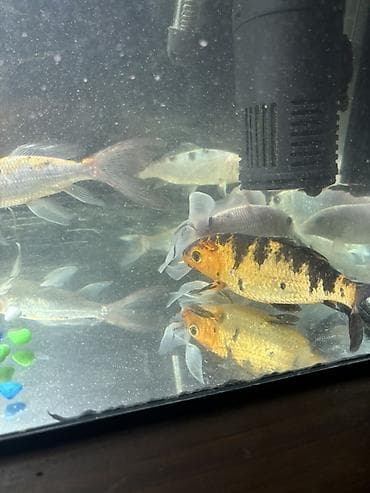 gence akvarium: Koi, Sülhsevər — 4