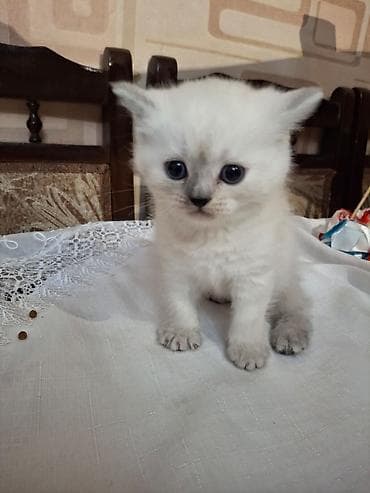 shotland pişik: Fars, Dişi, Ünvandan götürmə — 8